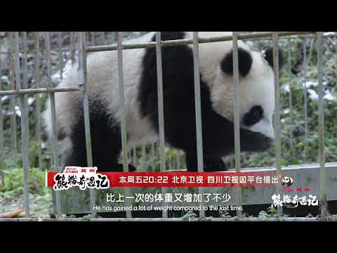 How are giant pandas trained for life in the wild?