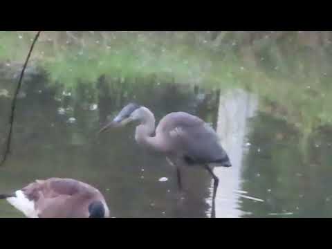 Attentive Blue Heron