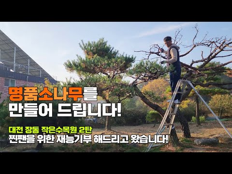 명품소나무를 만들어 드립니다! 대전 장동 작은수목원 2탄.. 찐팬을 위한 재능기부 해드리고 왔습니다! / Making a luxurious pine tree