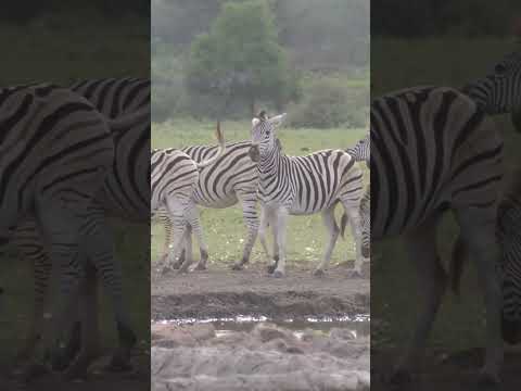 Zebras: Nature's Striped Wonders  #wildlife #zebra #animalfacts #nature #facts