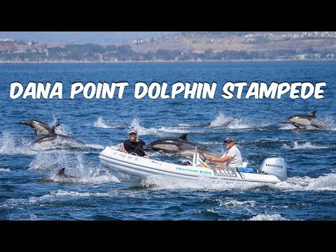 Dana Point Dolphin Stampede | Hundreds of Dolphins Race Off SoCal 🐬