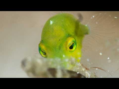 Facts: Taylor’s Inflator Filefish