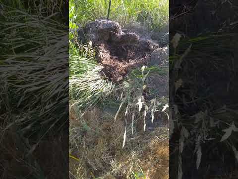 I Think This Is Us Digging Up Pocket Gopher Holes.... Maybe Wasps