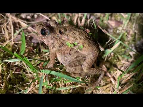 【カエル撮影】モリアオガエル・ツチガエル・トノサマガエル【字幕付】