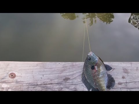 Catch of the Day: Fishing Adventures with Ray Mack