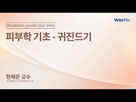 [베터플릭스][피부학 기초] 귀진드기(Otodectes cynotis (Ear mite))