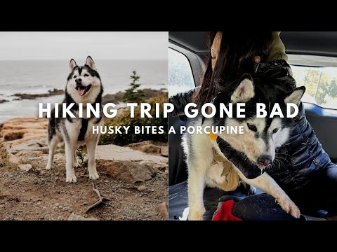 Husky Bites a Porcupine! | Hiking at Acadia National Park | Terramor Outdoor Resort