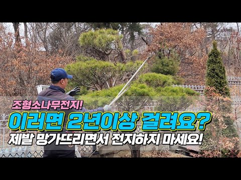 조형소나무전지! 이러면 2년이상 걸려요.. 제발 망가뜨리면서 전지하지 마세요 / Pruning the pine tree properly