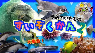 水族館へ行こう！２ 海の生き物 お魚さんたちが大集合！！子供向け 動物 の 知育動画 あつ森に登場するお魚さんたちも集合★！イルカ クラゲ ペンギン ニモ  熱帯魚【実写動画】