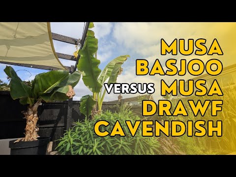 What's the difference between Musa basjoo and Musa 'Dwarf' Cavendish? | BANANA PLANTS