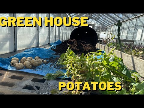 How I grew Green House Potatoes!!!!