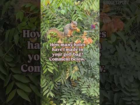 Squirrels eating holes in your golf bag? #golf #nature #squirrel #golfbag