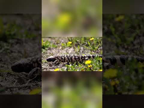 Discover the Deadly Lizards of the Wild West