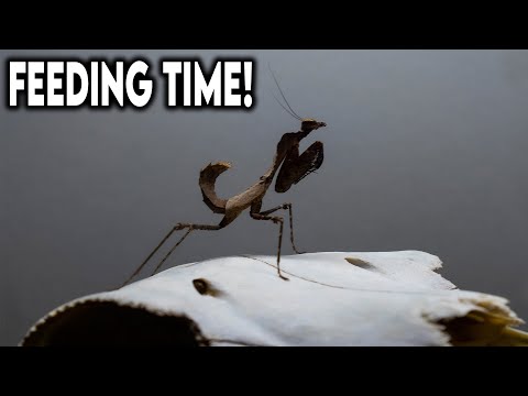 Lets Feed Some Mantids! [FEEDING]