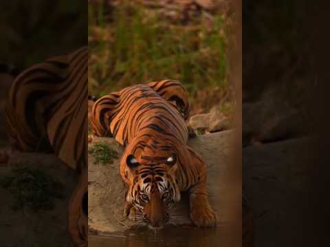 #tiger #wildanimal #nature #nationalanimalsindia #bengaltiger