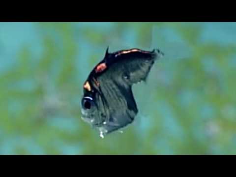 Facts: The Deep Sea Hatchetfish