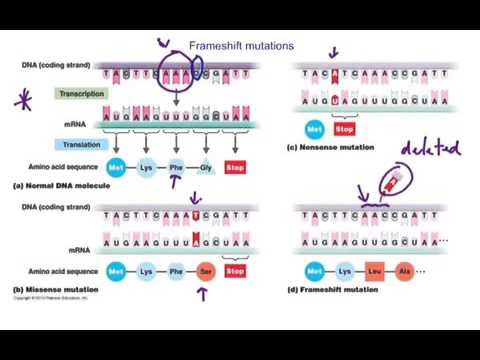 Frameshift Mutations