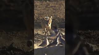 The Jackal hunting pigeons