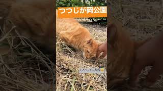 つつじが岡公園#小2 #ねこ#にゃんこ #youtubeショート