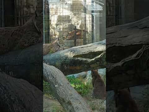 ネコたちスリーショット 王子動物園円形猛獣舎アムールトラのショウヘイとシベリアオオヤマネコのアル、ベル