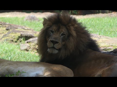 Lion with a Great Mane! #funny #lion #shorts