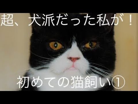 初めての猫飼い①