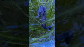 Seahorse hunting for live cope pods #seahorse #nature #oceanlife #seacreatures #love