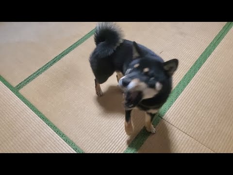 ふわふわ落ちてくる羽毛食べるだけの動画