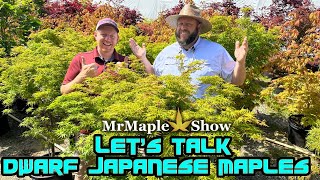 Comparing Dwarf Japanese Maples