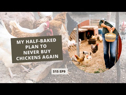 S15 E9: My Half-Baked Plan to Never Buy Chickens Again