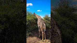 Nairobi National Park.                          #youtubeshorts #reels #shorts #safarijourney