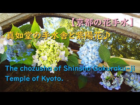 【花手水】真如堂のアジサイ、手水舎を華やかに彩る♪【The chozusha of Shinsho Gokuraku-ji Temple.】