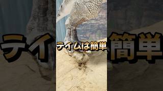 初心者におすすめ！序盤最強恐竜【ティラノサウルス】をご紹介！【ARK/ASA】#arksurvivalevolved  #アーク #ゲーム実況 #shorts