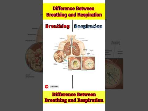 Difference Between Breathing and Respiration | Respiratory System | Hindi #Biology #Science #Shorts