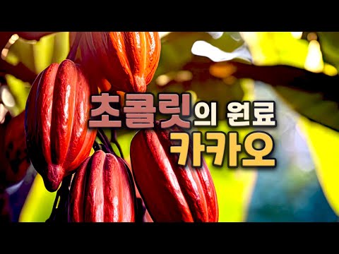 Is cacao different from cocoa? How cacao becomes chocolate