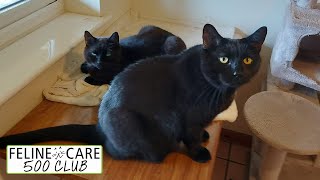 Feline Care 500 Club September 2023