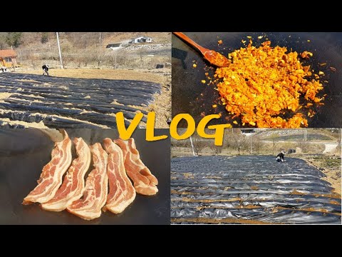 farm story 귀농 귀촌 브이로그 시골일상 : 옥수수 심기 (ft. 삼겹살) VLOG, pork belly, country life