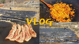 farm story 귀농 귀촌 브이로그 시골일상 : 옥수수 심기 (ft. 삼겹살) VLOG, pork belly, country life