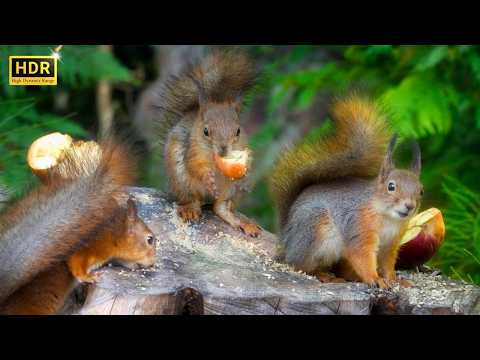 Relax and Sleep Deep with Cutest Munching Red Squirrels🐿️ 10 hours Movie