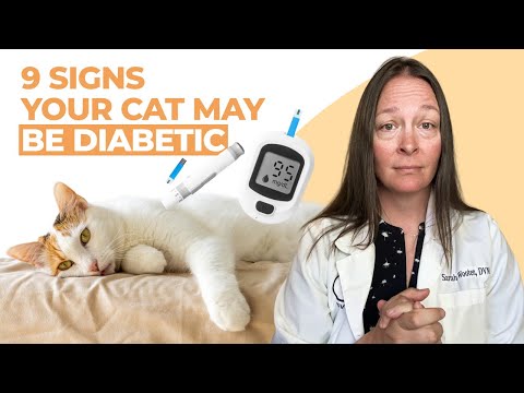 9 Signs Your Cat May Be Diabetic