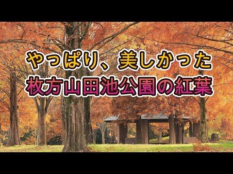 やっぱり、美しかった枚方山田池公園の紅葉2024 大阪府