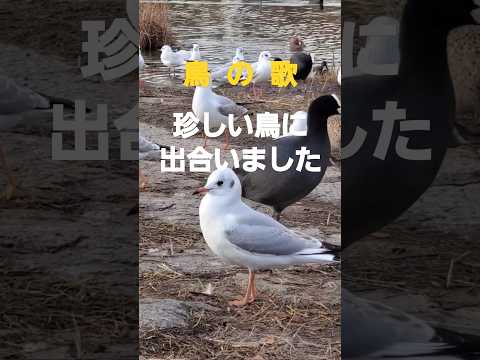 鳥の歌(杉田かおる)から珍しい鳥に出合う2024 #music #song #癒し #鳥の歌 #癒し#osaka #野鳥 #鳥の歌 #杉田かおる