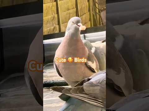 Cutest 🥰Birds 🕊️🕊️🦅#shortsvideo #bird #cutebird #birdslover #relaxing