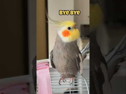 Larry, the charming cockatiel, is sweetly saying bye bye 🤗🦜 #cockatielscraze #birdscharm