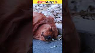 बुद्धिमान duggy🐕 | moral story hindi | short motivation story | #shorts #moralstory