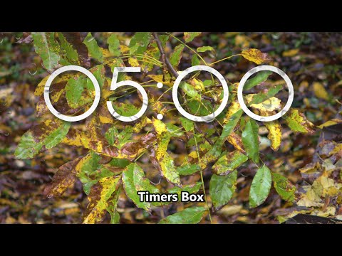 5 Minute Timer with Rain on Leaves 🌧️ Relaxation, Nature Ambience, Calming #RainTimer #RainSounds