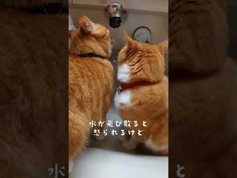 兄貴が伝授した水の飲み方がコチラ！ #shorts #猫 #ねこのいる生活