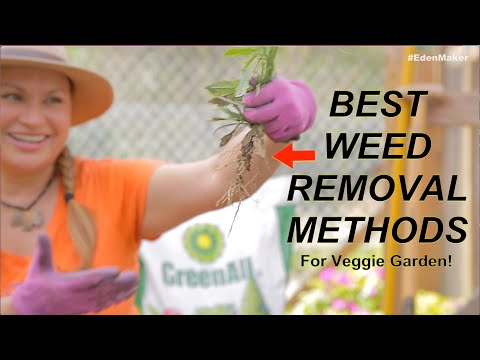 BEST Weed Removal Methods for Weeds in Veggie Garden!  (Foodie Gardener)