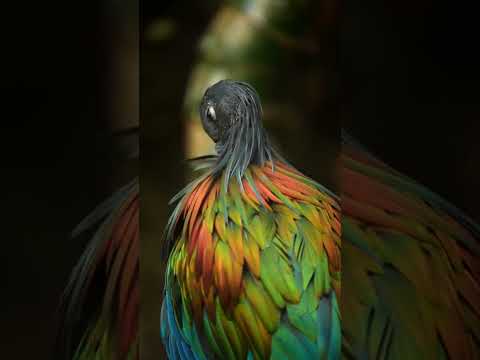 "The Majestic Beauty of Nicobar Pigeons" #junglelife #animals #junglewildlife