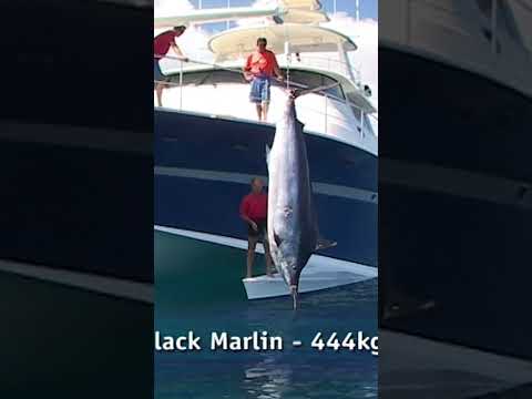 The biggest marlin ever? And what ate it?! | Link above to full episode. #NewZealandFishing #Fishing